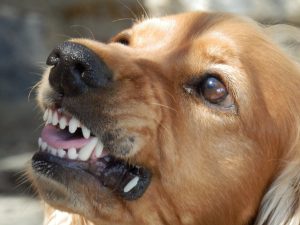 תמונה מקרוב של כלב חושף שיניים